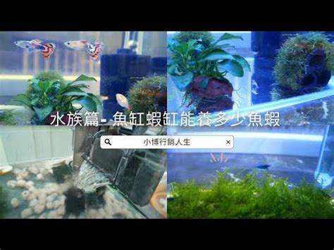 魚缸魚數量計算|魚缸計算機｜魚缸過濾｜魚缸光照｜魚缸溫度｜魚缸Di